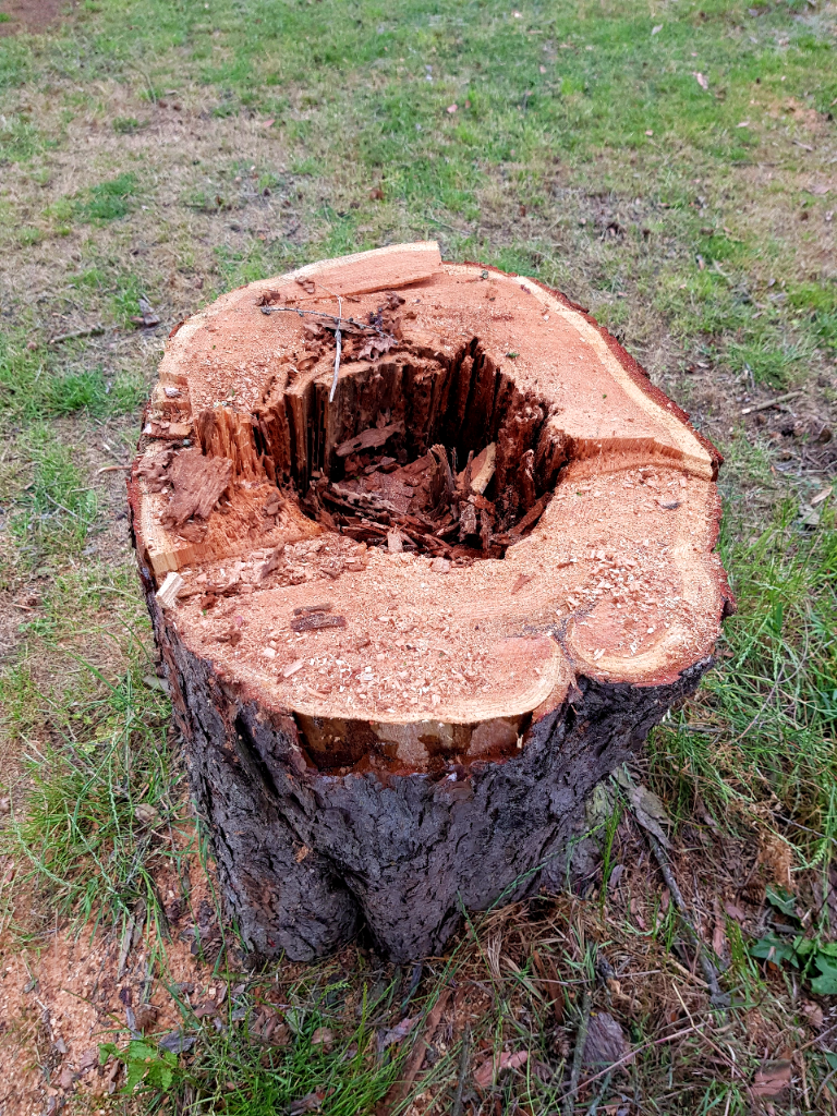 baumpflege baumkontrolle vonmulert gartenbau galabau hamminkeln voerde rees bocholt wesel emmerich